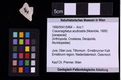 Foto (Objekt + Etiketten) von Cracensigillatus acutirostris (Moericke, 1889) (NHMW-GEO-1990-0041-0464)